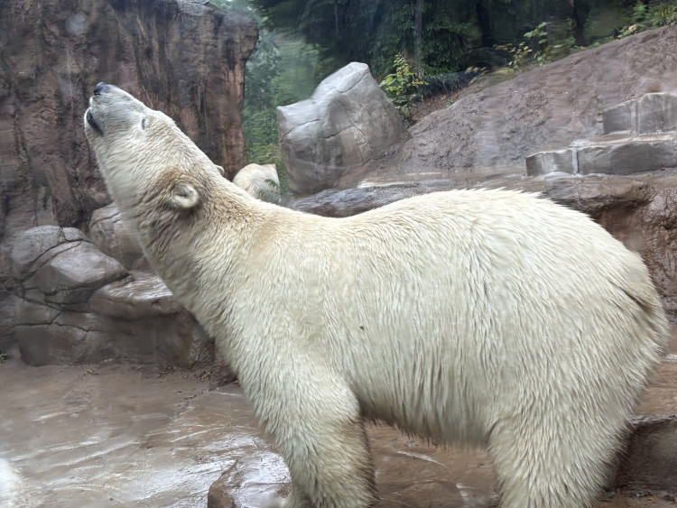 FOTOGALERIE: Lední medvědice v brněnské zoo