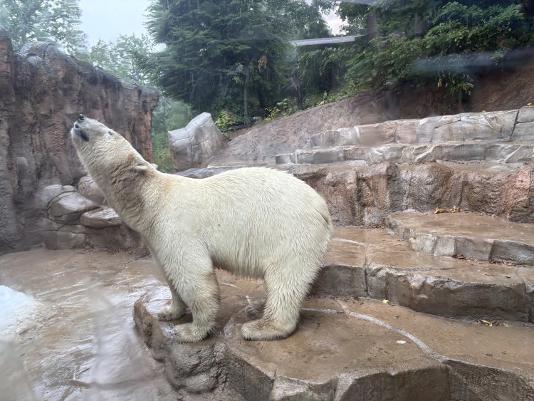 FOTOGALERIE: Lední medvědice v brněnské zoo