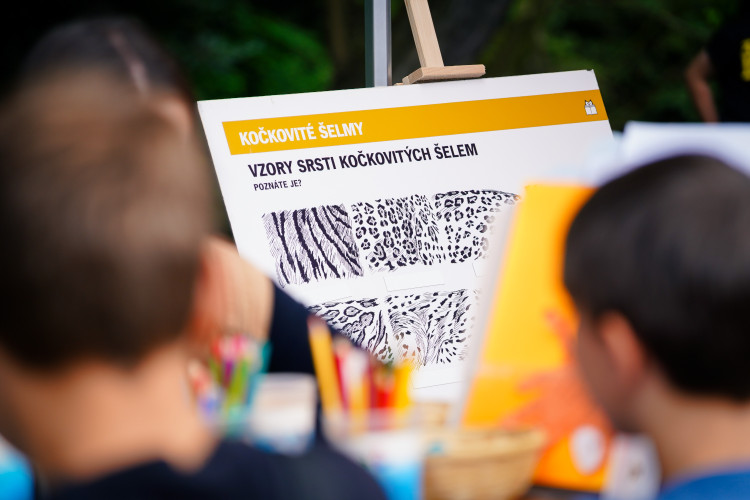 FOTO: Pražská zoo má nového tygra, má rád krvavé nanuky a parfém Chanel