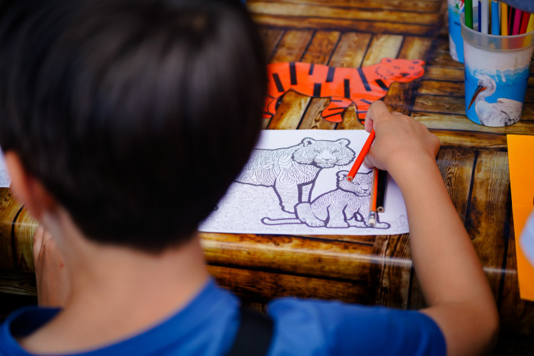 FOTO: Pražská zoo má nového tygra, má rád krvavé nanuky a parfém Chanel