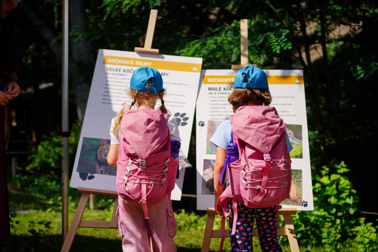 FOTO: Pražská zoo má nového tygra, má rád krvavé nanuky a parfém Chanel