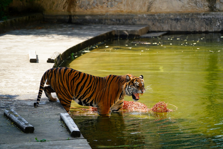 FOTO: Pražská zoo má nového tygra, má rád krvavé nanuky a parfém Chanel
