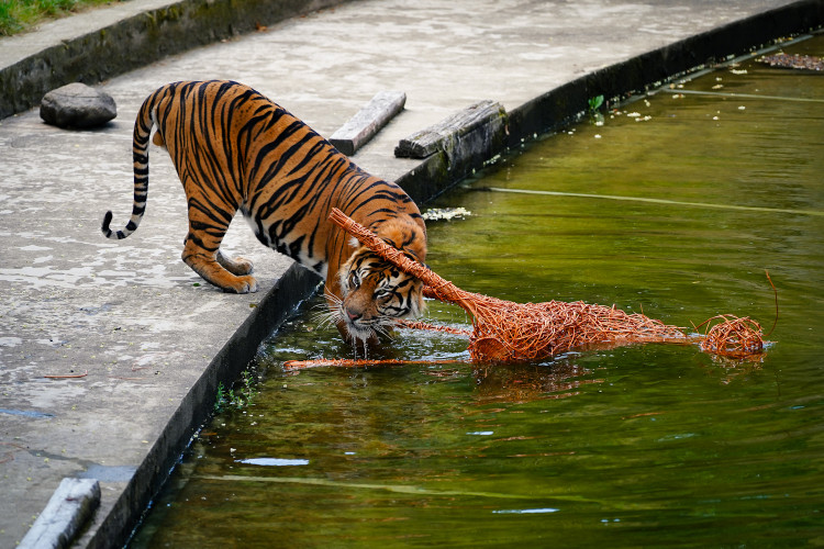FOTO: Pražská zoo má nového tygra, má rád krvavé nanuky a parfém Chanel