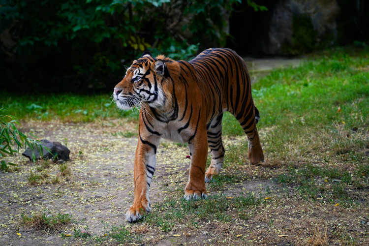 FOTO: Pražská zoo má nového tygra, má rád krvavé nanuky a parfém Chanel