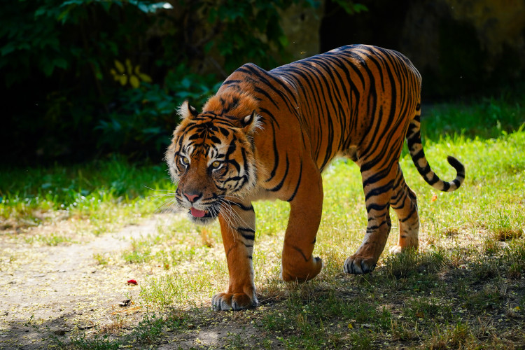 FOTO: Pražská zoo má nového tygra, má rád krvavé nanuky a parfém Chanel