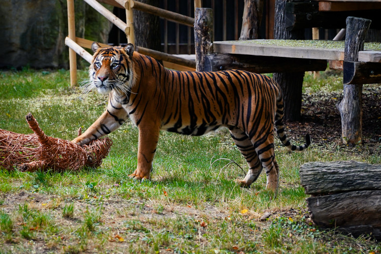 FOTO: Pražská zoo má nového tygra, má rád krvavé nanuky a parfém Chanel