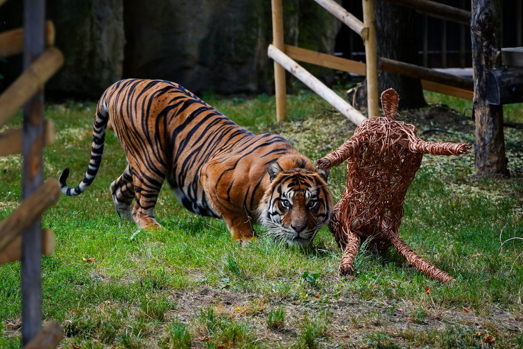 FOTO: Pražská zoo má nového tygra, má rád krvavé nanuky a parfém Chanel