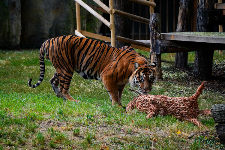 FOTO: Pražská zoo má nového tygra, má rád krvavé nanuky a parfém Chanel