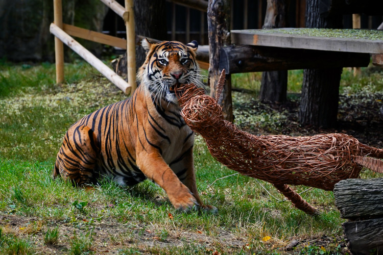 FOTO: Pražská zoo má nového tygra, má rád krvavé nanuky a parfém Chanel