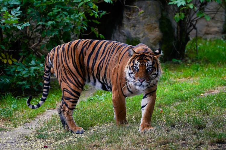 FOTO: Pražská zoo má nového tygra, má rád krvavé nanuky a parfém Chanel