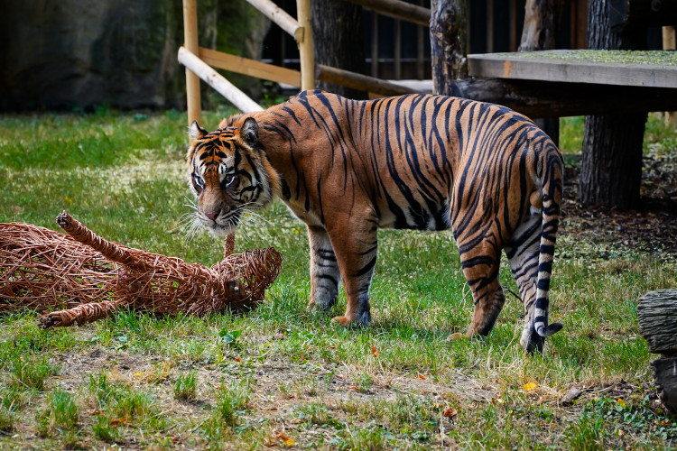 FOTO: Pražská zoo má nového tygra, má rád krvavé nanuky a parfém Chanel