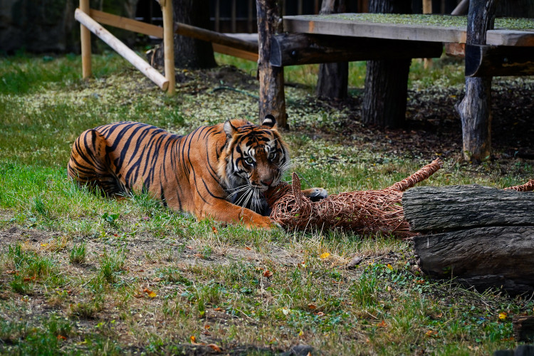 FOTO: Pražská zoo má nového tygra, má rád krvavé nanuky a parfém Chanel