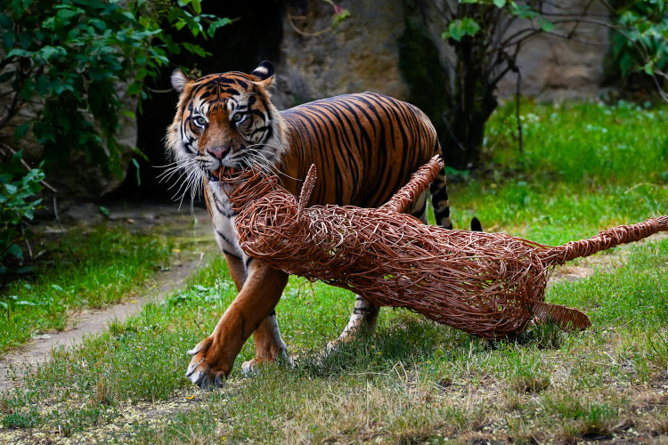 FOTO: Pražská zoo má nového tygra, má rád krvavé nanuky a parfém Chanel