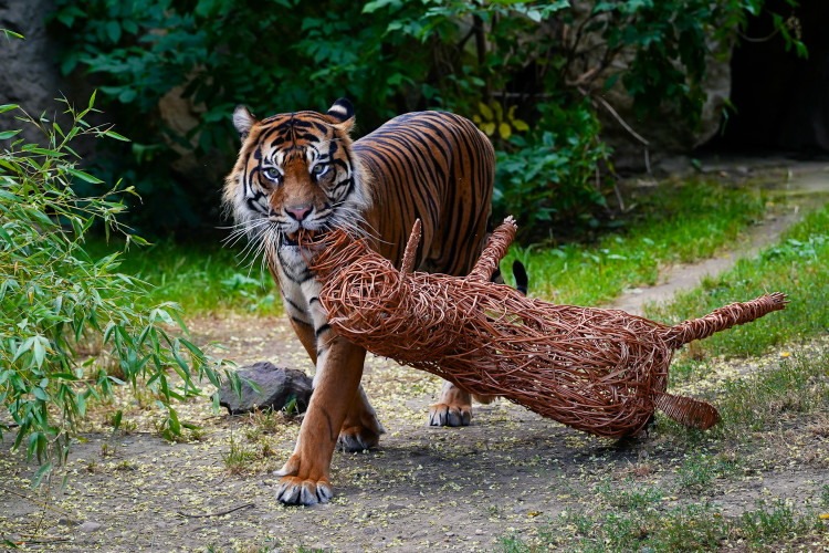 FOTO: Pražská zoo má nového tygra, má rád krvavé nanuky a parfém Chanel