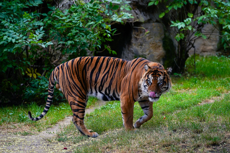 FOTO: Pražská zoo má nového tygra, má rád krvavé nanuky a parfém Chanel