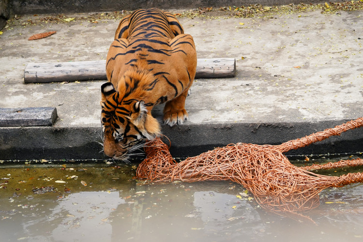 FOTO: Pražská zoo má nového tygra, má rád krvavé nanuky a parfém Chanel