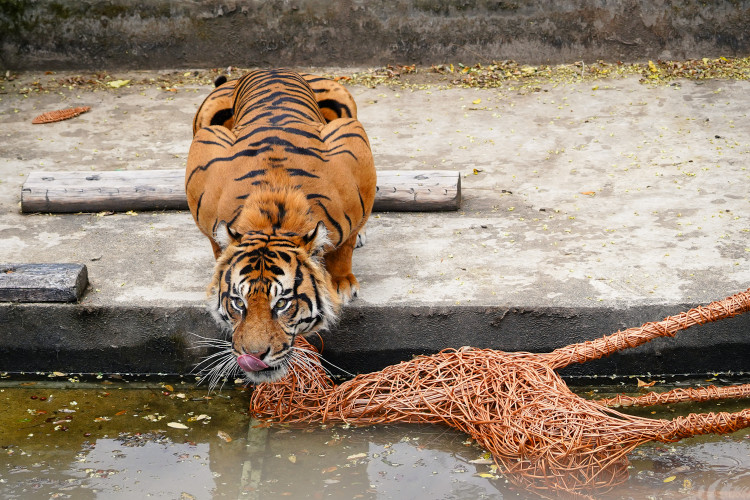 FOTO: Pražská zoo má nového tygra, má rád krvavé nanuky a parfém Chanel