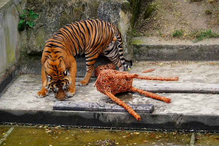FOTO: Pražská zoo má nového tygra, má rád krvavé nanuky a parfém Chanel