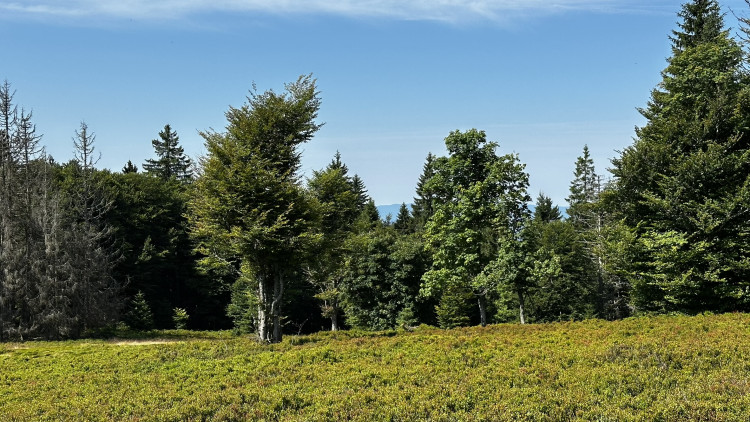 Objevte malý šumavský Yellowstone