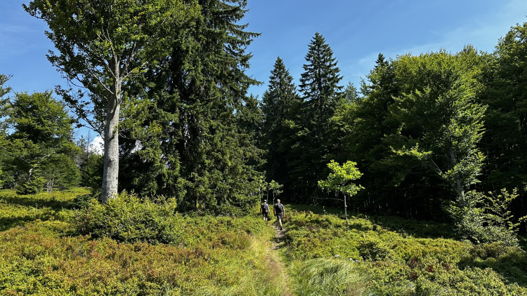 Objevte malý šumavský Yellowstone