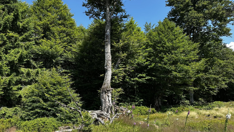 Objevte malý šumavský Yellowstone