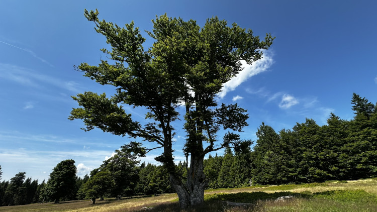 Objevte malý šumavský Yellowstone