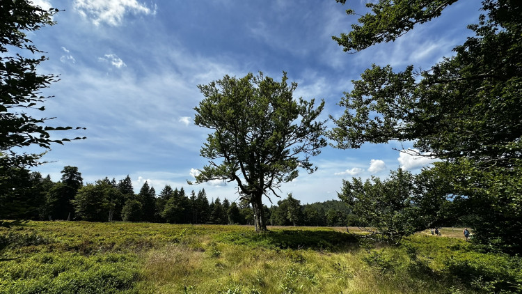 Objevte malý šumavský Yellowstone
