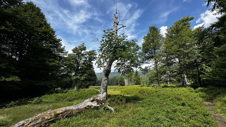 Objevte malý šumavský Yellowstone