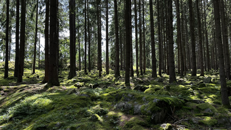 Jindřichova skála v Brdech