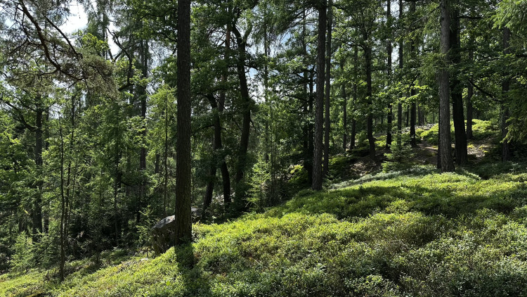 Jindřichova skála v Brdech