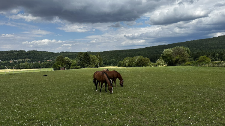 Jindřichova skála v Brdech
