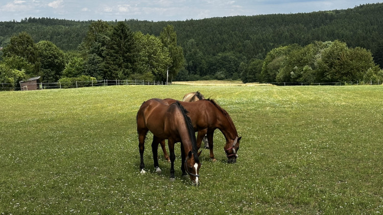 Jindřichova skála v Brdech