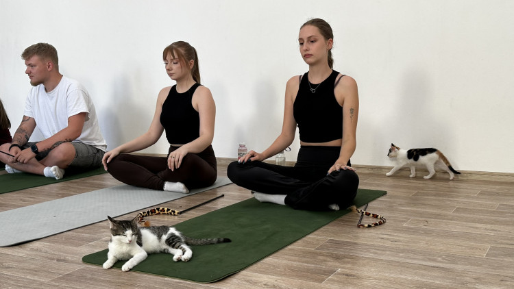 Jóga s koťaty