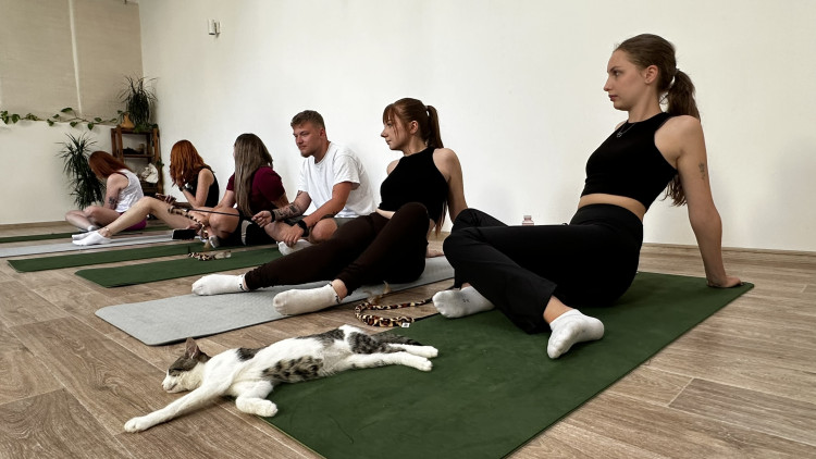 Jóga s koťaty