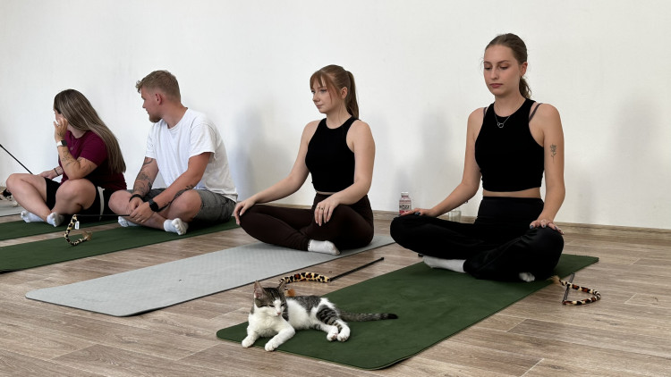 Jóga s koťaty