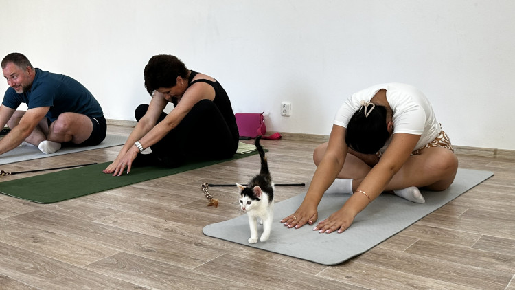 Jóga s koťaty
