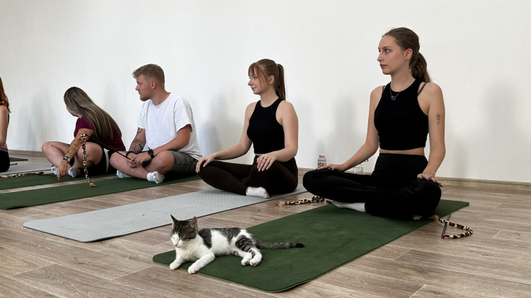 Jóga s koťaty