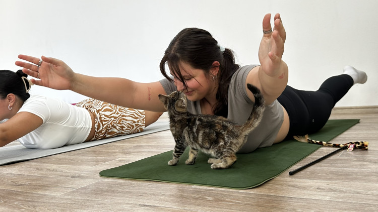 Jóga s koťaty