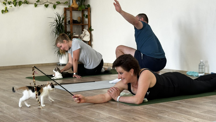 Jóga s koťaty