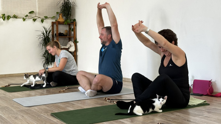 Jóga s koťaty