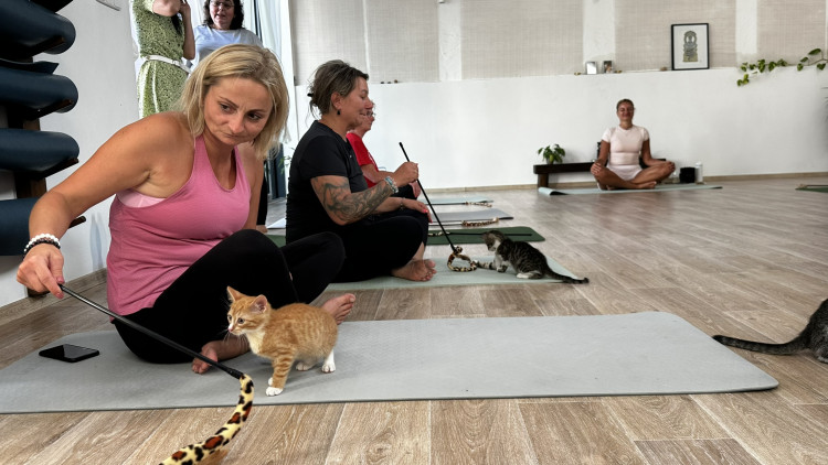 Jóga s koťaty
