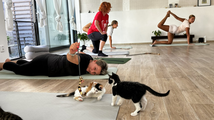 Jóga s koťaty