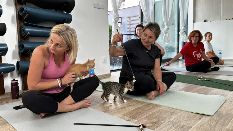 Jóga s koťaty