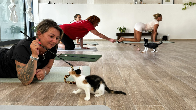 Jóga s koťaty