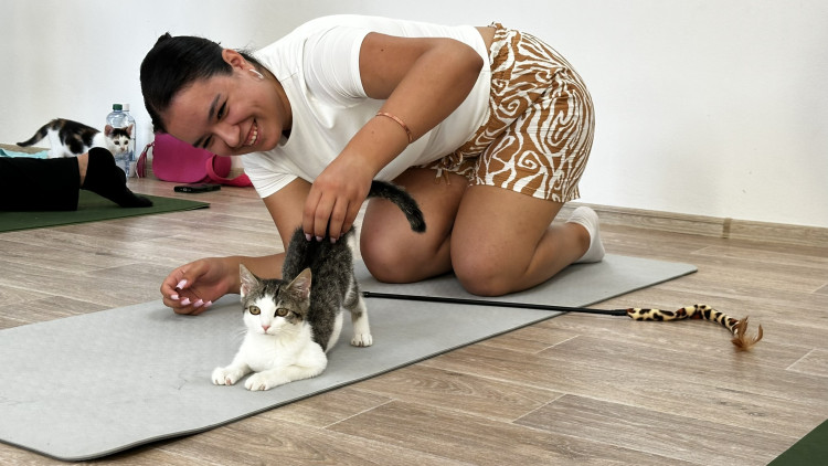 Jóga s koťaty