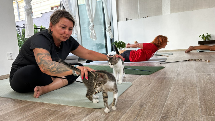 Jóga s koťaty