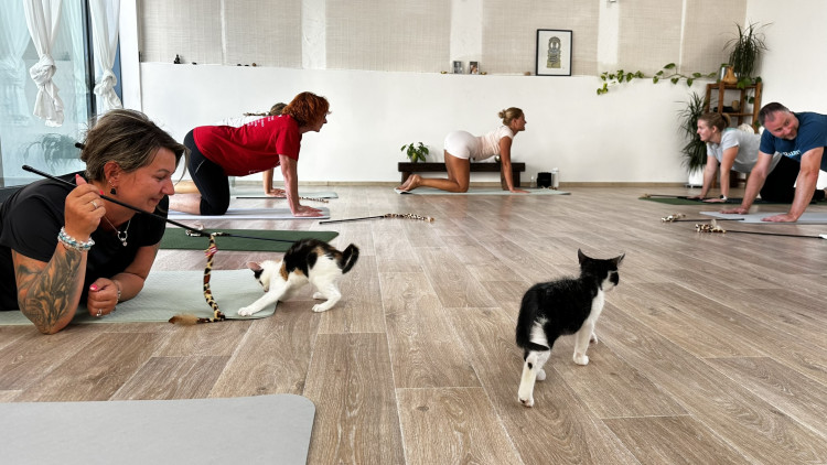 Jóga s koťaty