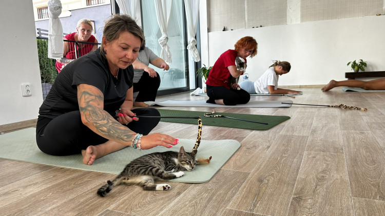 Jóga s koťaty