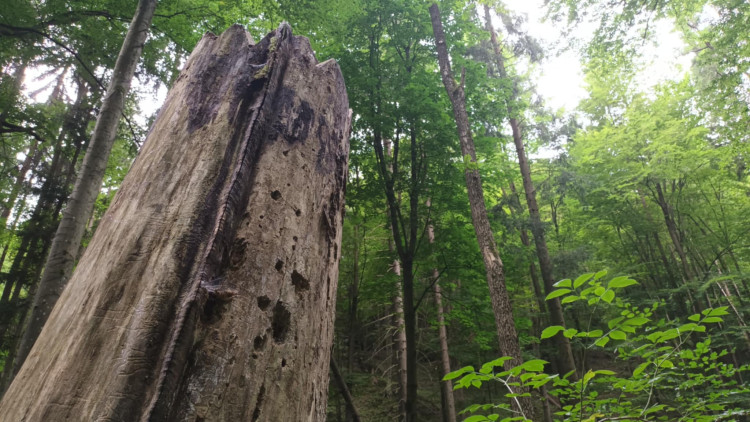 FOTOGALERIE: Indiánská hospoda, skalní brána, Zkamenělý zámek, Javoříčské jeskyně
