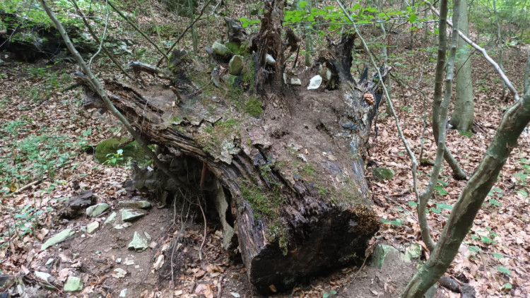 FOTOGALERIE: Indiánská hospoda, skalní brána, Zkamenělý zámek, Javoříčské jeskyně